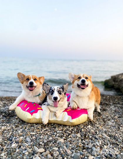 Собака для фотосессии Вельш Корги