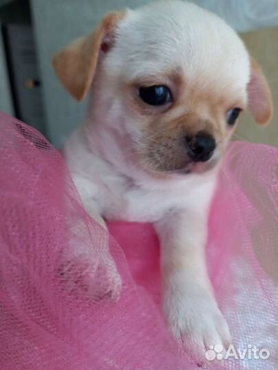 Щенки чихуахуа