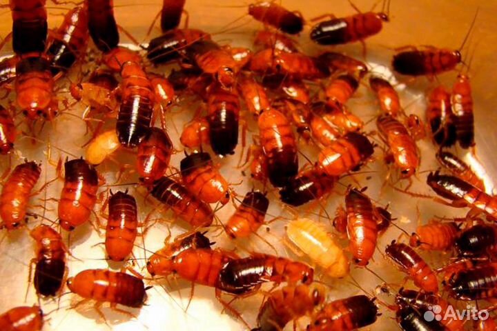 Туркменские и Мраморные тараканы