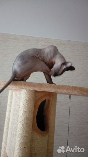 Кот на вязку