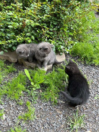 Котята в добрые руки бесплатно