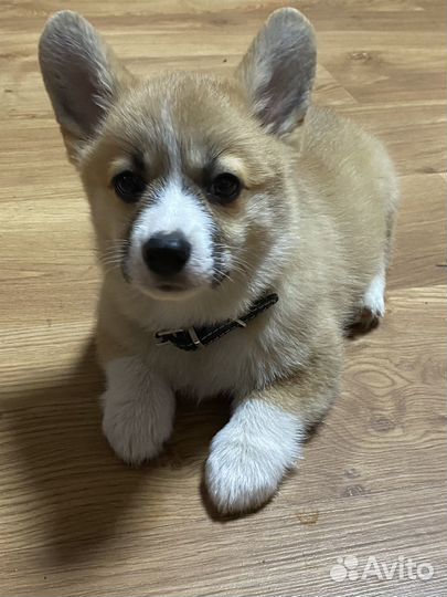 Вельш корги пемброк