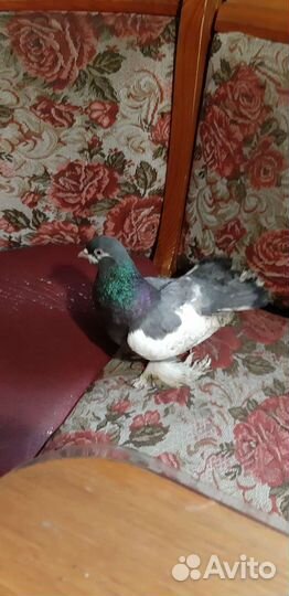 Голубь в добрые руки