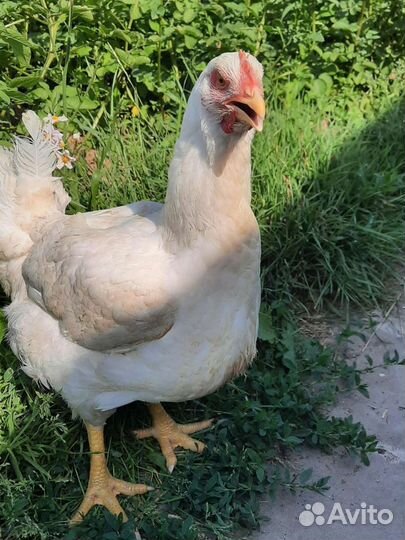 Цыплята цветные бройлеры Сассо, мясо яйца