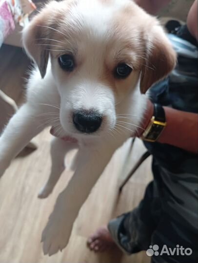 Шикарные щенки