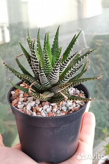 Коллекция суккулентов-адромискус, гуэрния,крассула