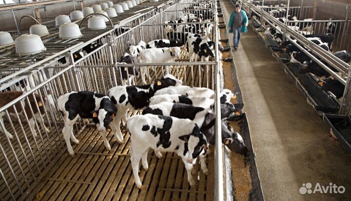 Телята бычки