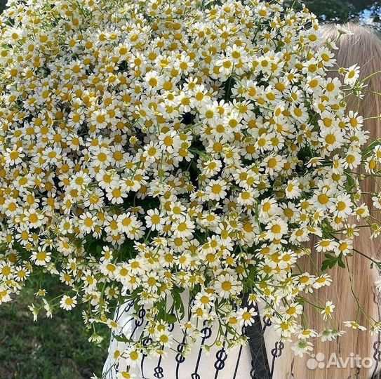 Цветы ромашки. Букеты ромашек. Цветы доставка