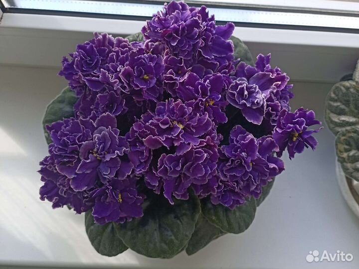 Фиалки и листочки
