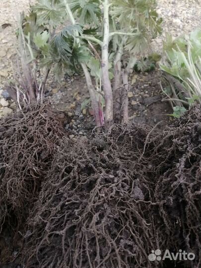 Дельфиниум многолетний