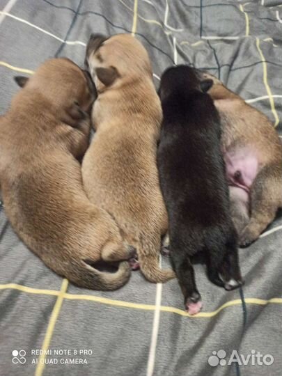 Той-терьер щенки