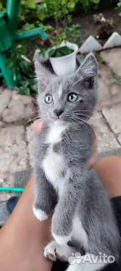 Котята в добрые руки бесплатно