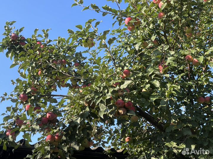 Яблоня