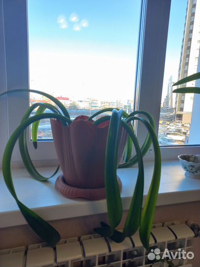 Гиппеаструм белый