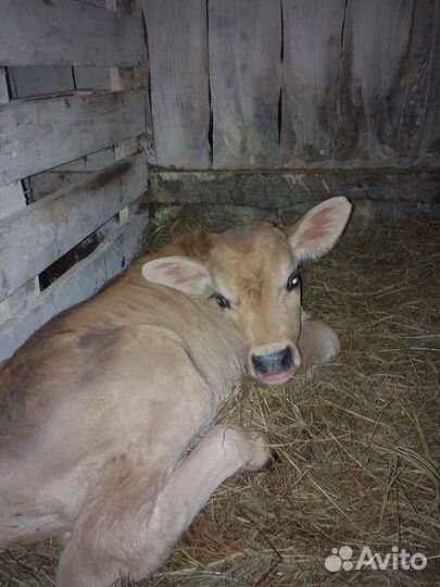 Продаю бычка