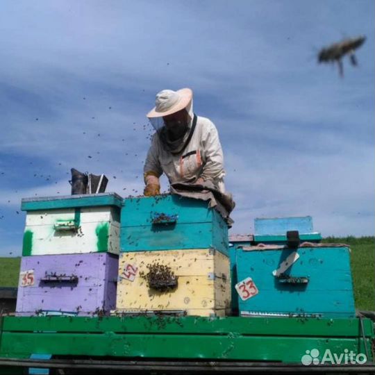 Мед. Горный Алтай