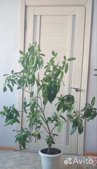 Большое комнатное растение