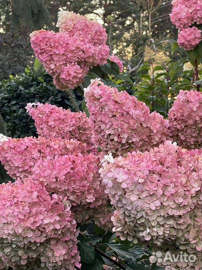 Гортензия метельчатая Ванила фрайз,Полар Бир и др