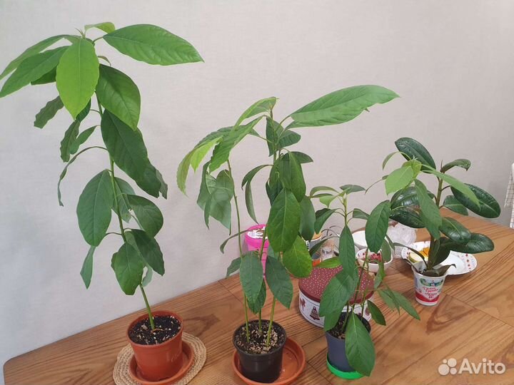 Авокадо цветок