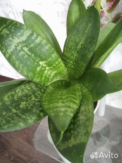 Сансевиерия