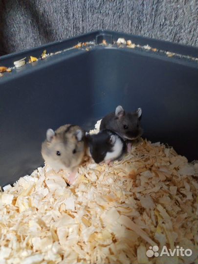 Хомячки-джунгарики