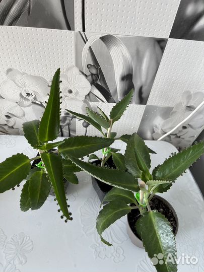 Каланхоэ лечебное