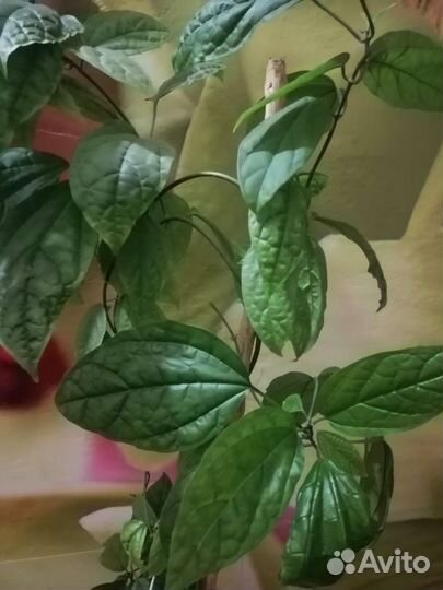 Клеродендрум