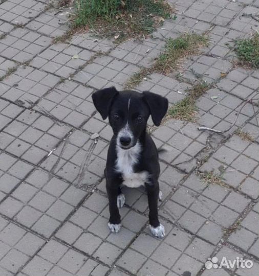 Собака в добрые руки