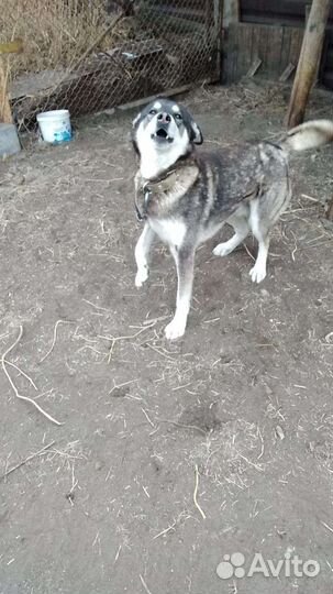 Собака в добрые руки отдам бесплатно