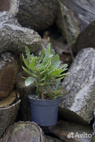 Каланхоэ оленьи рожки