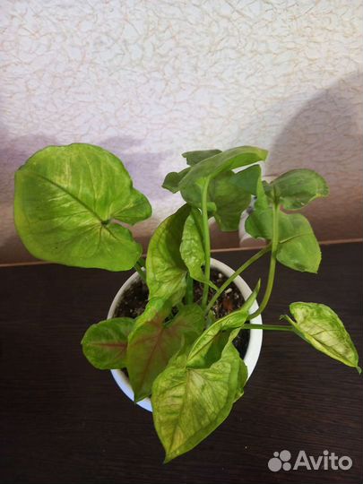 Сингониумы