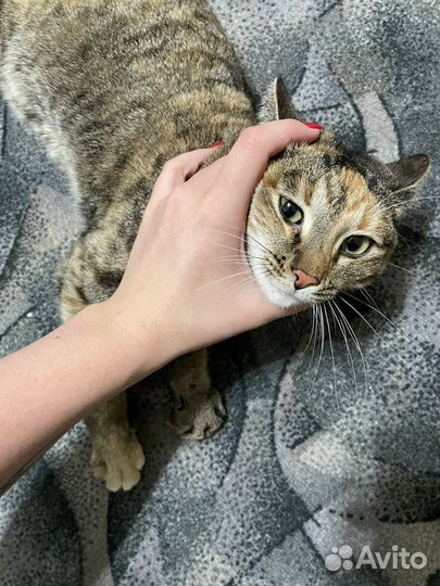 Найдена кошка