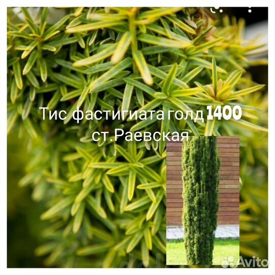 Каллистемон,лавр,тис,кипарис,лен,трифолиата