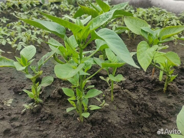 Рассада помидор,перцы,цветы капуста