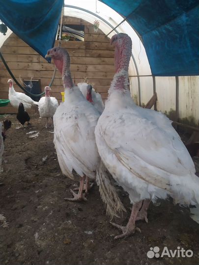Индюки живым весом
