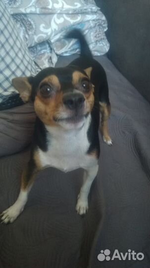 Знакомства для встреч с самцом