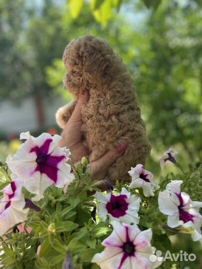 Щенки карликового пуделя