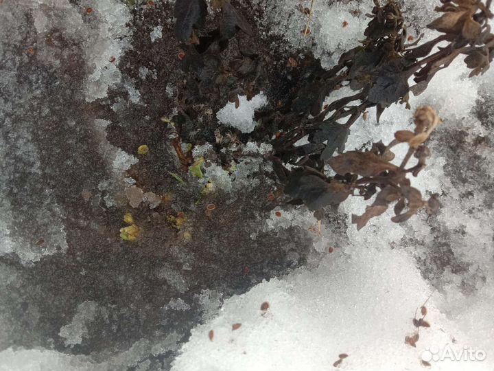 Хризантемы мультифлора