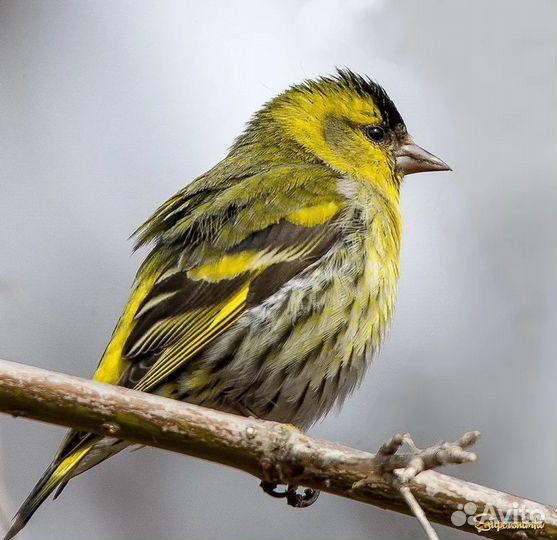 Чижи щеглы певчие птицы