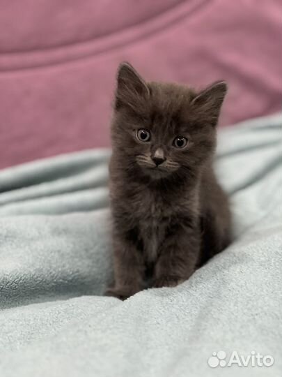 Котенок ищет дом