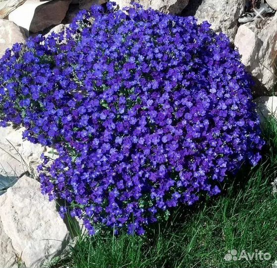 Обриета (аубреция)