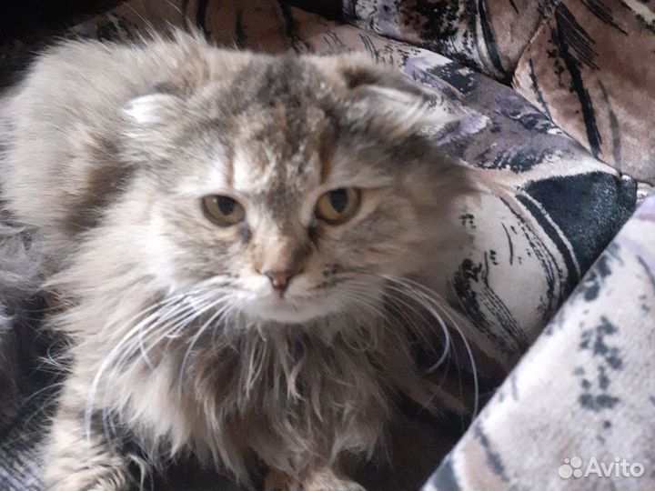 Шотландская