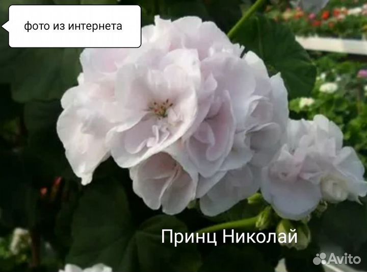 Пеларгония герань сортовая