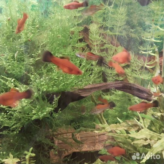 Рыбки меченосцы