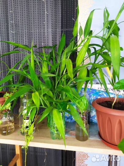 Комнатный бамбук Драцена Сандера