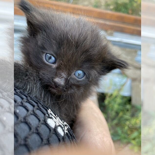 Котёнок в добрые руки