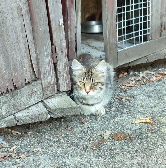 Котенок выживает без глаза в горе мусора