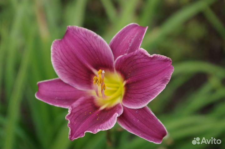 Цветы. Лилейники