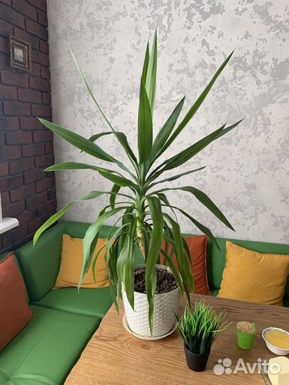 Пальма юкка