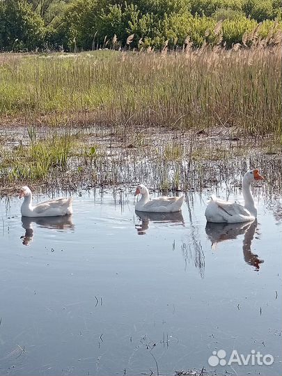 Гуси,цесарки
